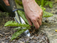 Désherbant polyvalent concentré Neudorff Finalsan - 1 L : Désherbants  NEUDORFF jardin - botanic®