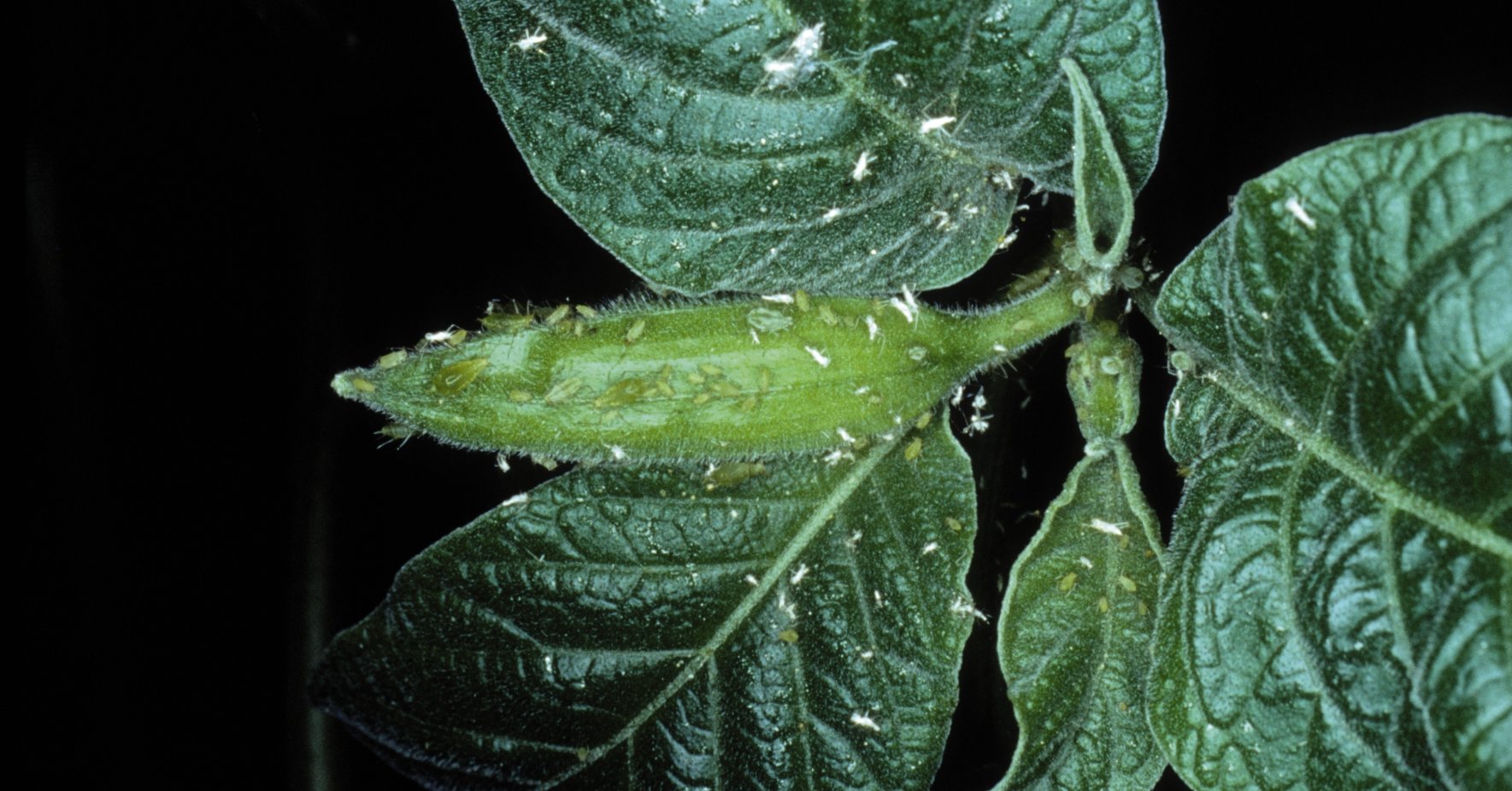 Petits pucerons blancs sur une plante