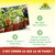 Azet Engrais tomates Sprechende Bilder Bild 5_FR Azet Engrais tomates Sprechende Bilder Bild 5_FR