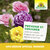 Armicarb Jardin Spray Anti-Oïdium Sprechende Bilder Bild 6