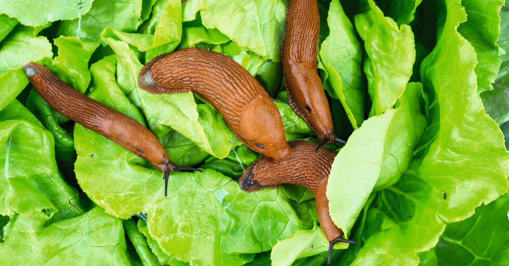 De nombreuses limaces mangeant des feuilles de salade