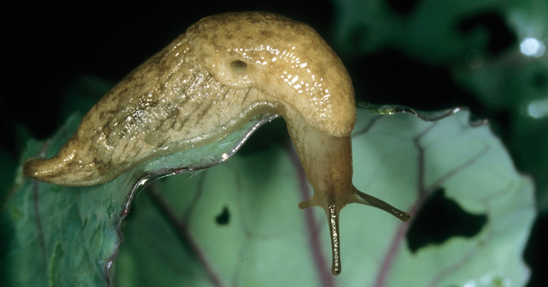 Une limace mangeant une feuille