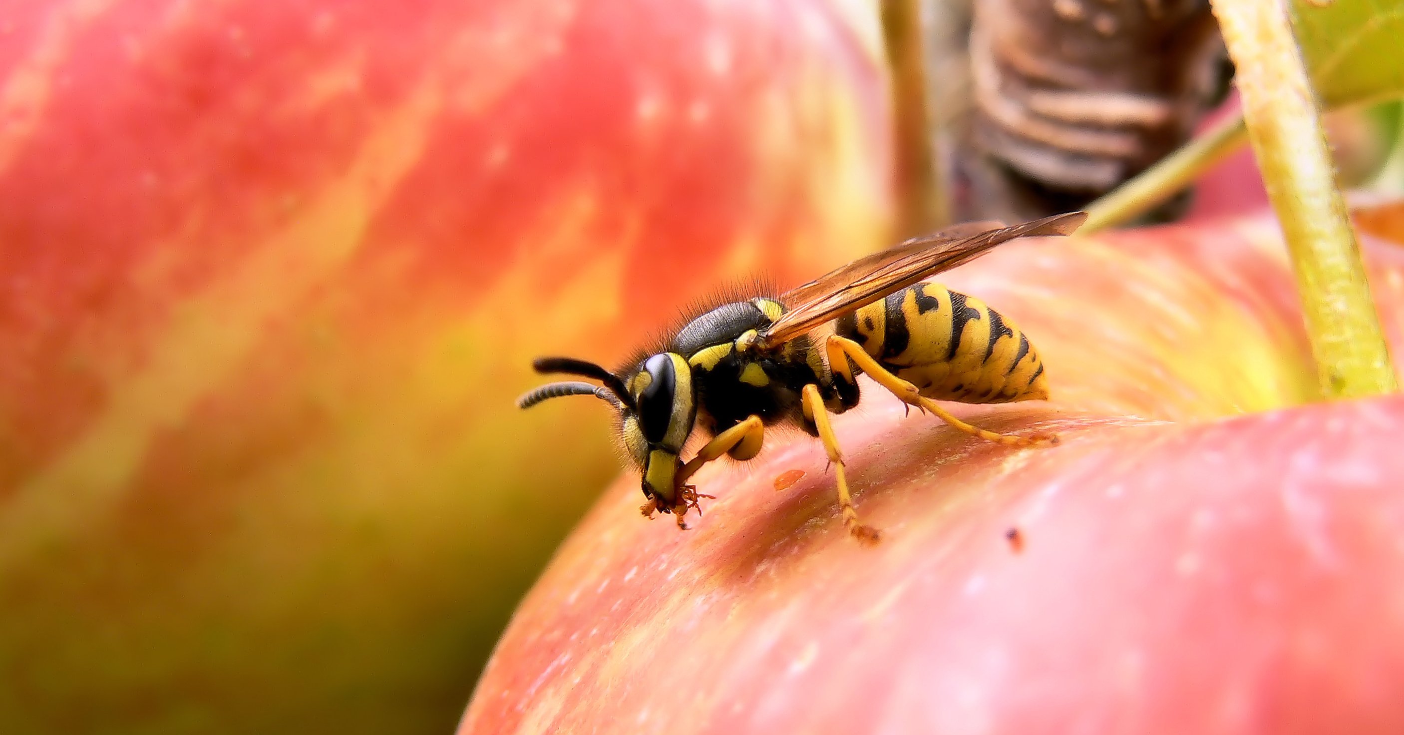 Une guêpe sur une pomme