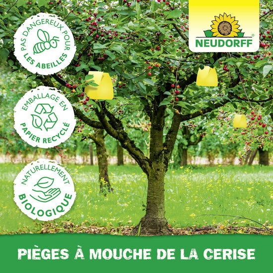 Pièges à Mouche de la cerise Sprechende Bilder Bild 5 Pièges à Mouche de la cerise Sprechende Bilder Bild 5