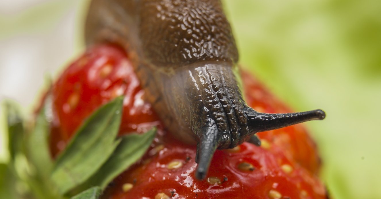 Escargot brun sur une fraise Escargot brun sur une fraise