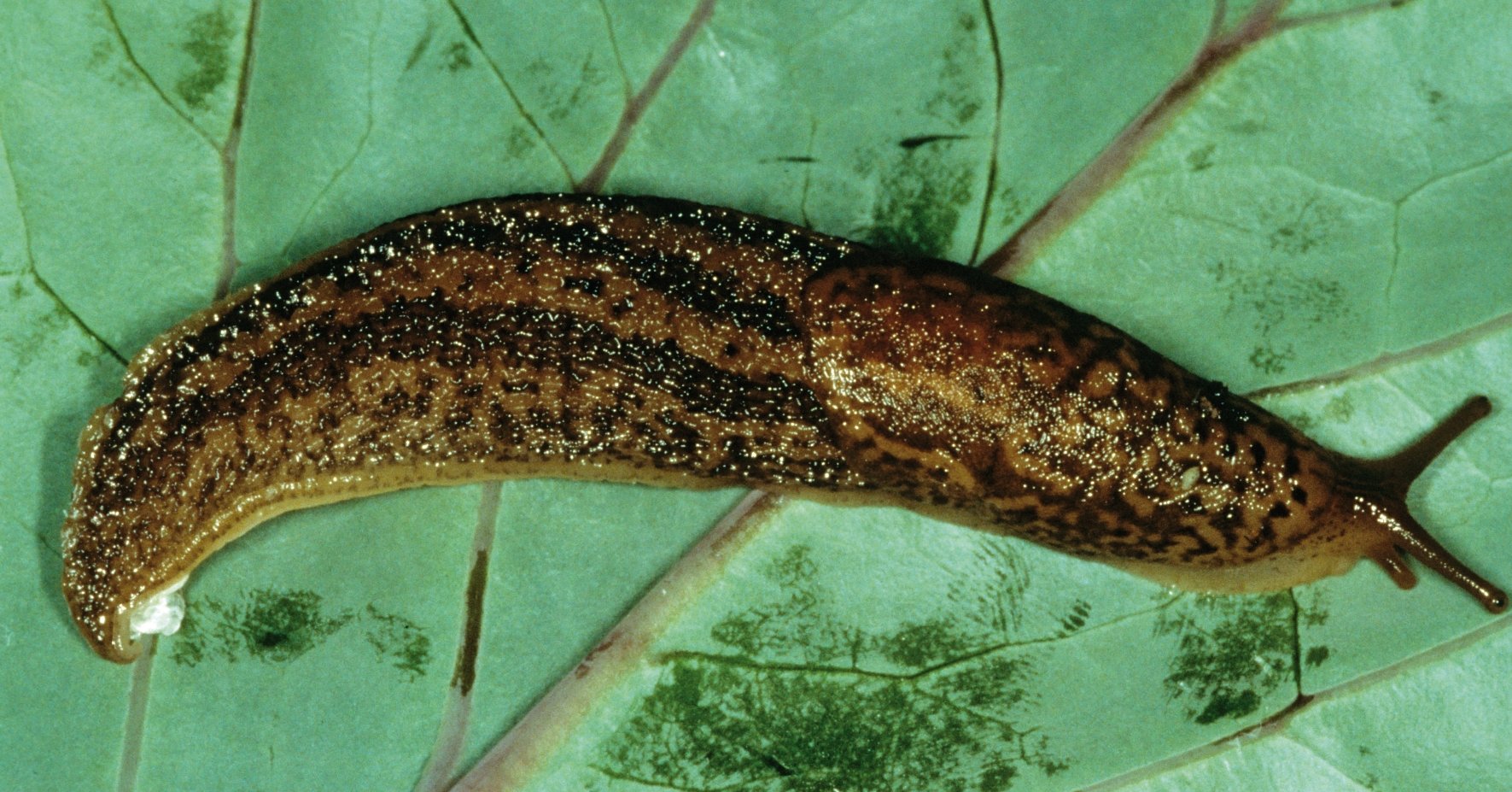 Limace sur une feuille Limace sur une feuille
