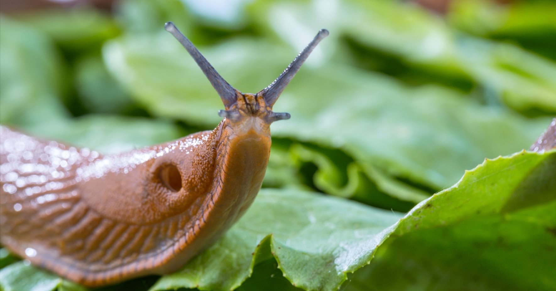 Escargot brun sur salade verte Escargot brun sur salade verte