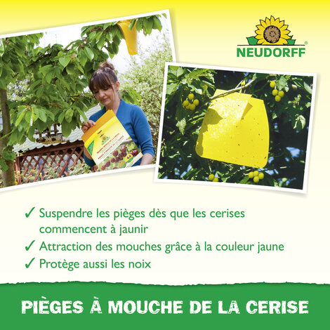 Pièges à Mouche de la cerise Sprechende Bilder Bild 4