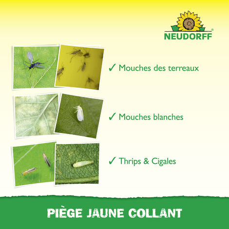 Piège Jaune Collant Sprechende Bilder Bild 4