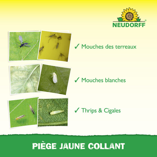 Piège Jaune Collant Sprechende Bilder Bild 4 Piège Jaune Collant Sprechende Bilder Bild 4