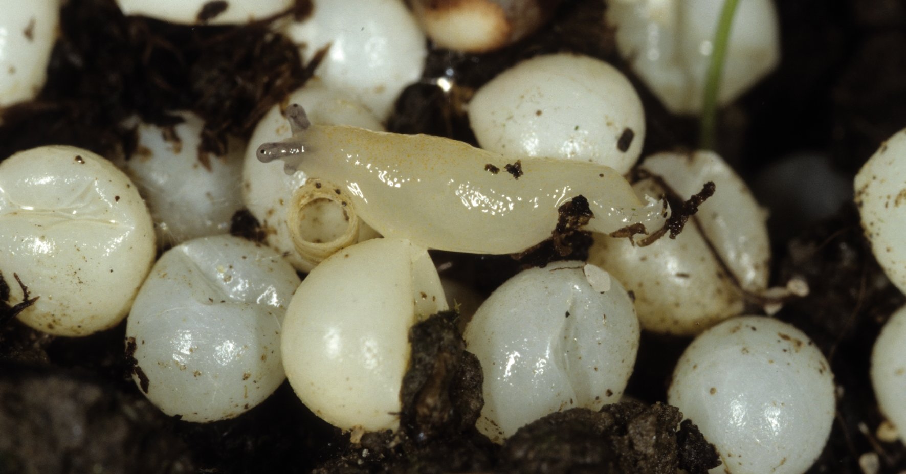 Œufs d'escargots en gros plan Œufs d'escargots en gros plan