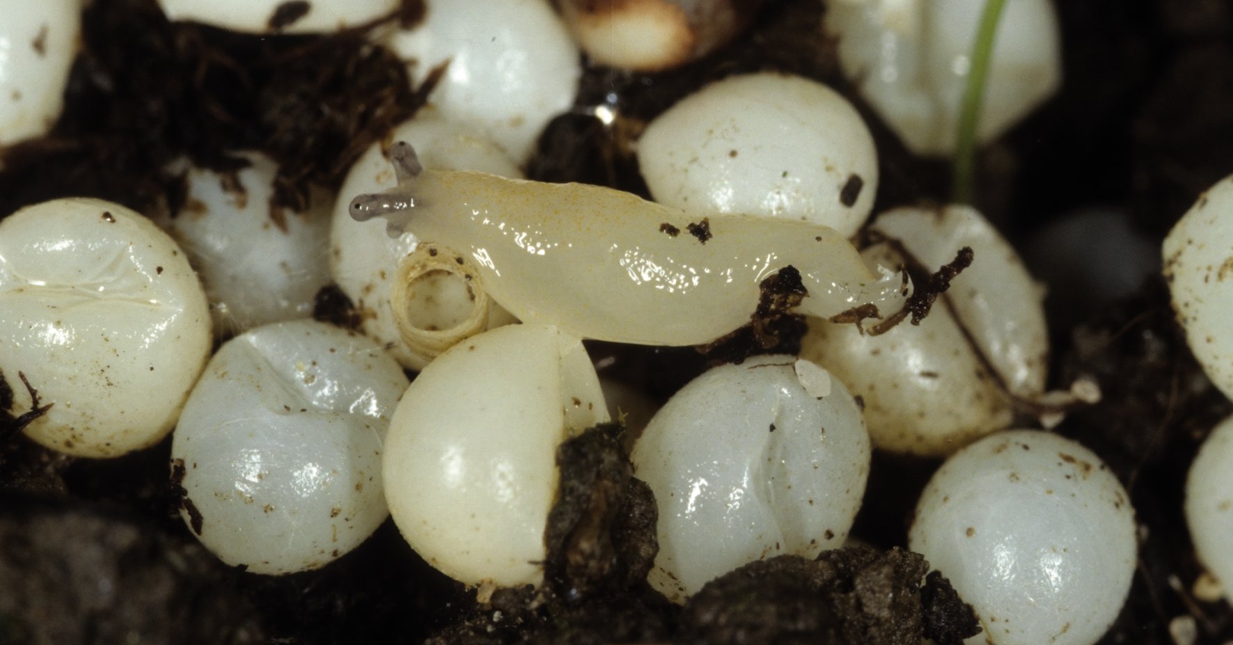 Œufs d'escargots en gros plan