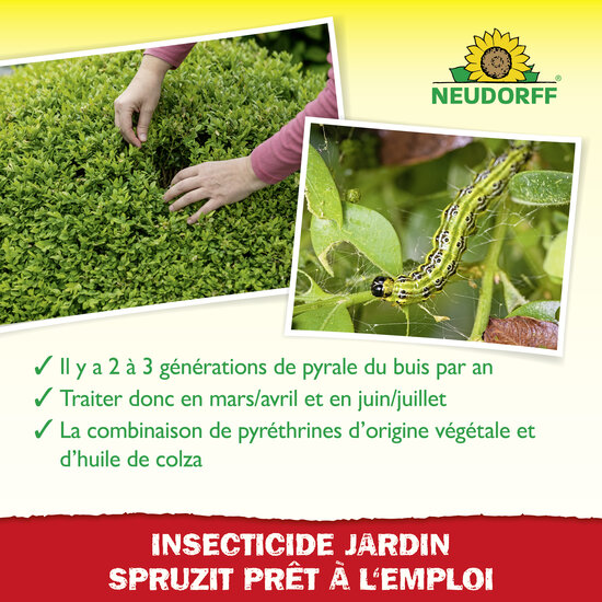 Insecticide Spruzit EC Pyrale du Buis Sprechende Bilder Bild 4 Insecticide Spruzit EC Pyrale du Buis Sprechende Bilder Bild 4