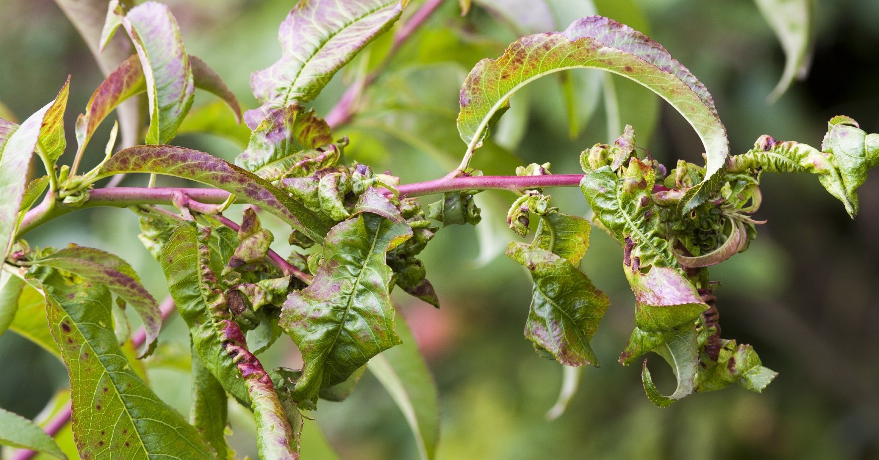 Feuilles rabougries et enroulées par une infestation de pucerons