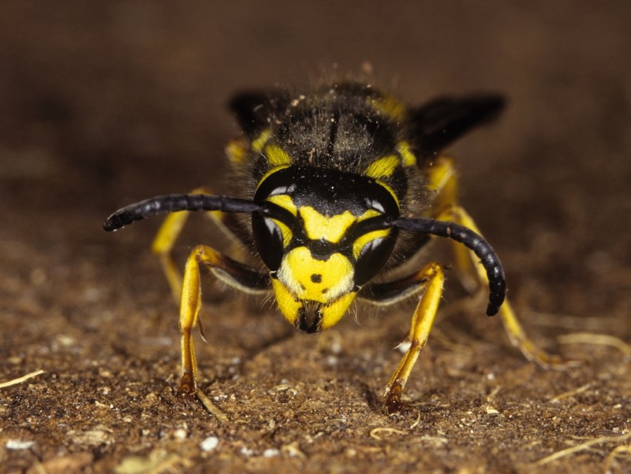 La guêpe germanique (Vespula germanica)