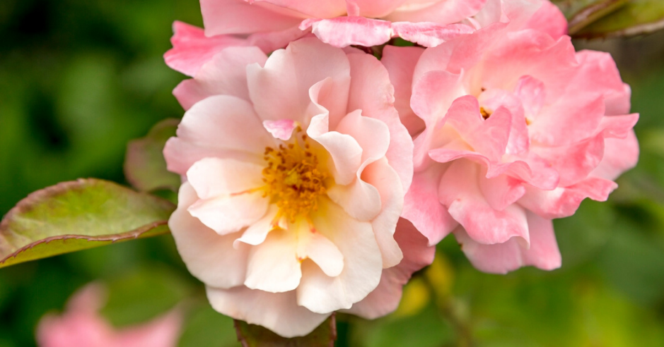 Les roses sont très souvent infestées par les pucerons Les roses sont très souvent infestées par les pucerons