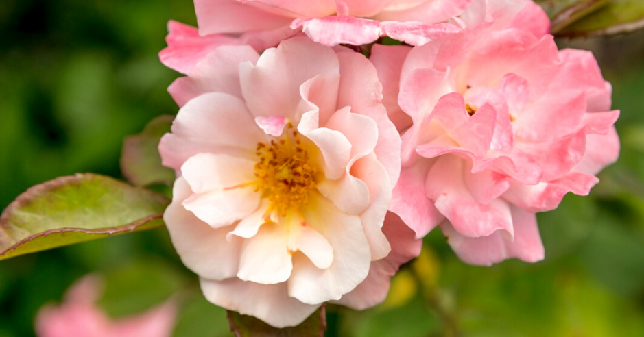 Les roses sont très souvent infestées par les pucerons