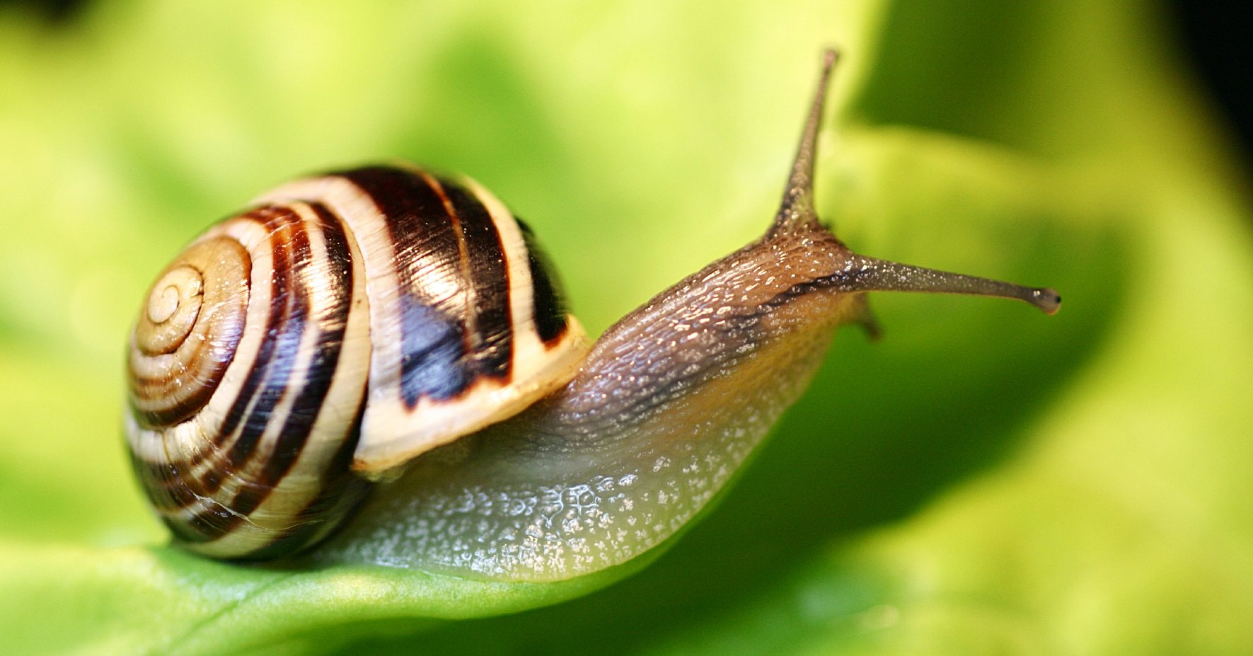 Escargot avec coquille