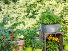 Plantes de balcon