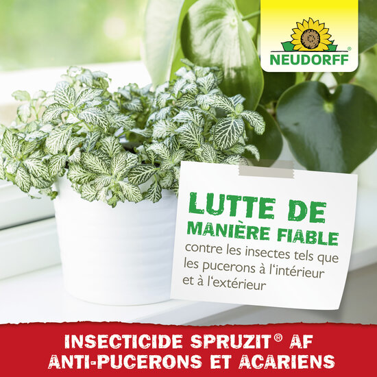 Insecticide Spruzit AF Pucerons et Acariens Sprechende Bilder Bild 6 Insecticide Spruzit AF Pucerons et Acariens Sprechende Bilder Bild 6