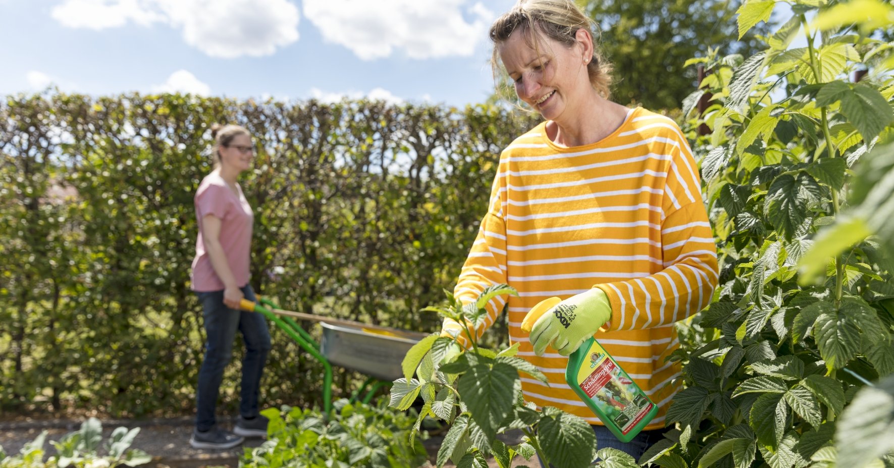 Utiliser correctement les produits à pulvériser contre les pucerons