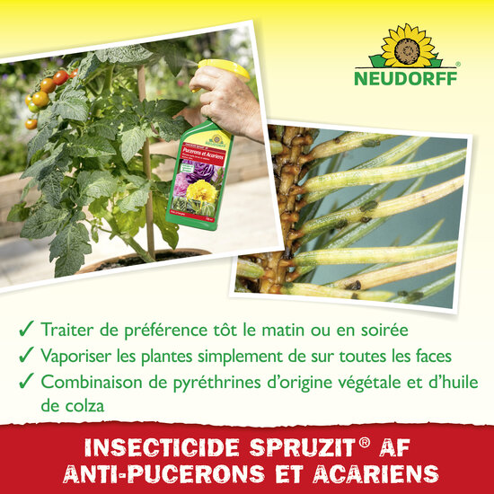 Insecticide Spruzit AF Pucerons et Acariens Sprechende Bilder Bild 4 Insecticide Spruzit AF Pucerons et Acariens Sprechende Bilder Bild 4