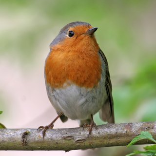 Oiseau Oiseau
