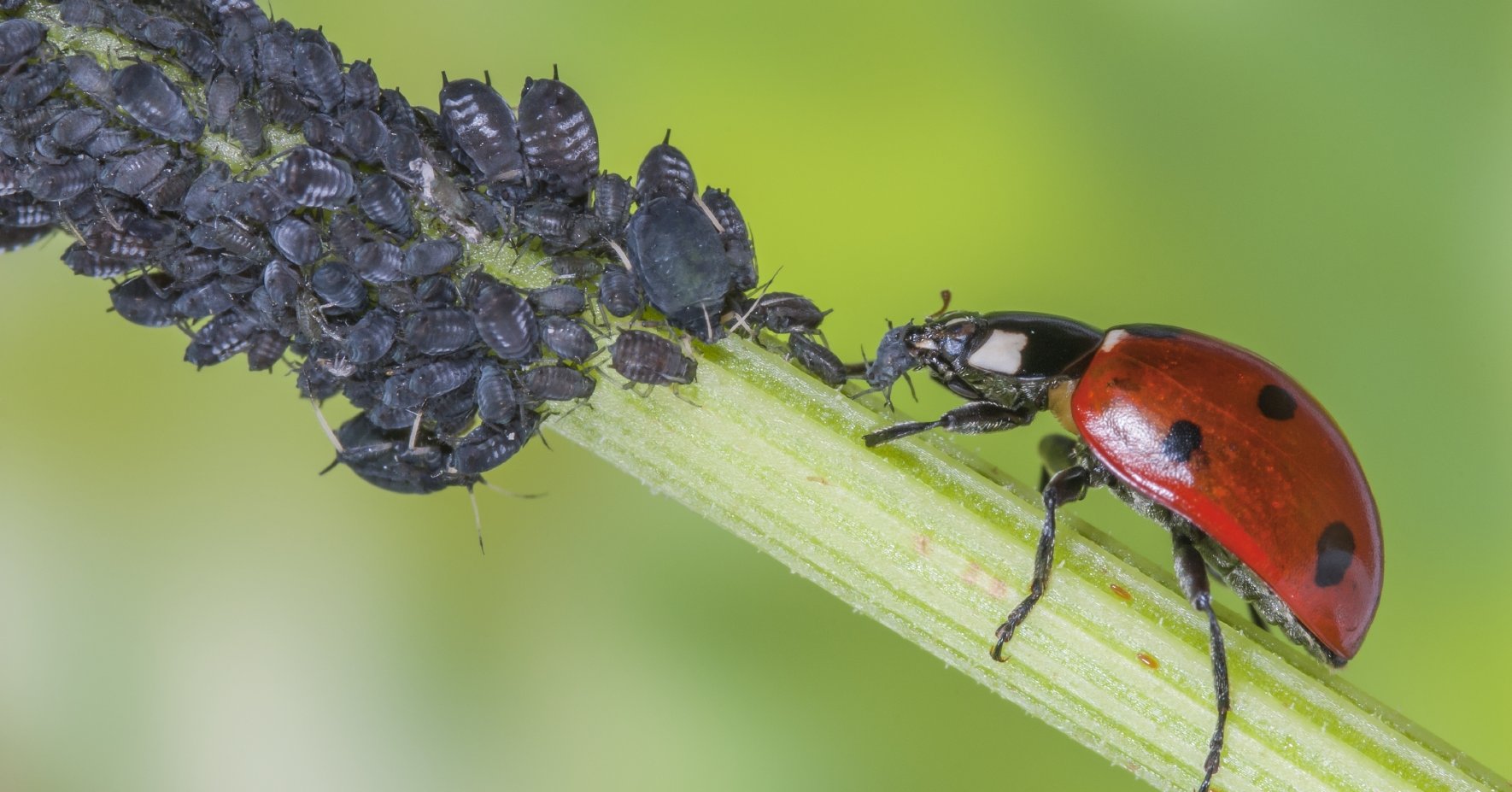 coccinelle mangeant un puceron