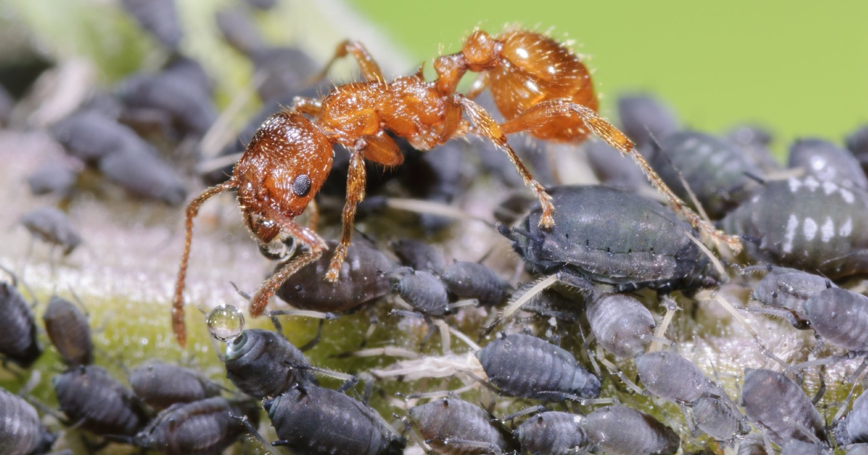Les fourmis se protègent contre les pucerons noirs Les fourmis se protègent contre les pucerons noirs