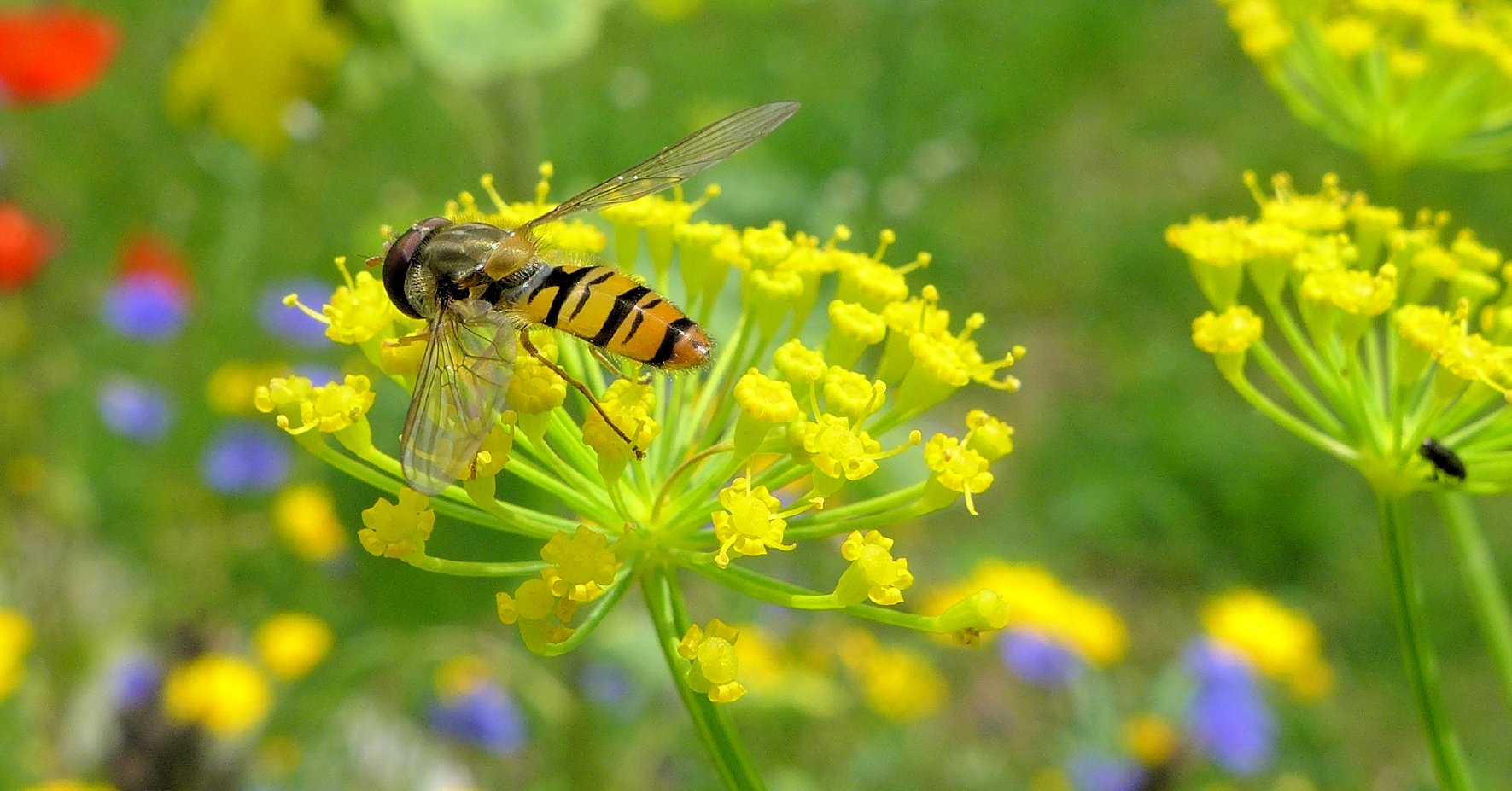Syrphide dans une fleur jaune Syrphide dans une fleur jaune