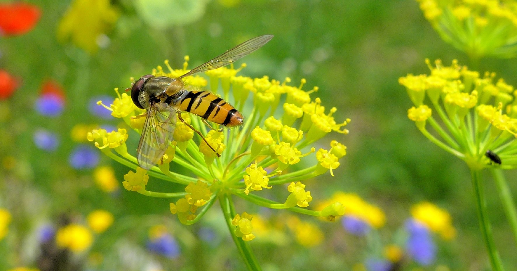 Syrphide dans une fleur jaune