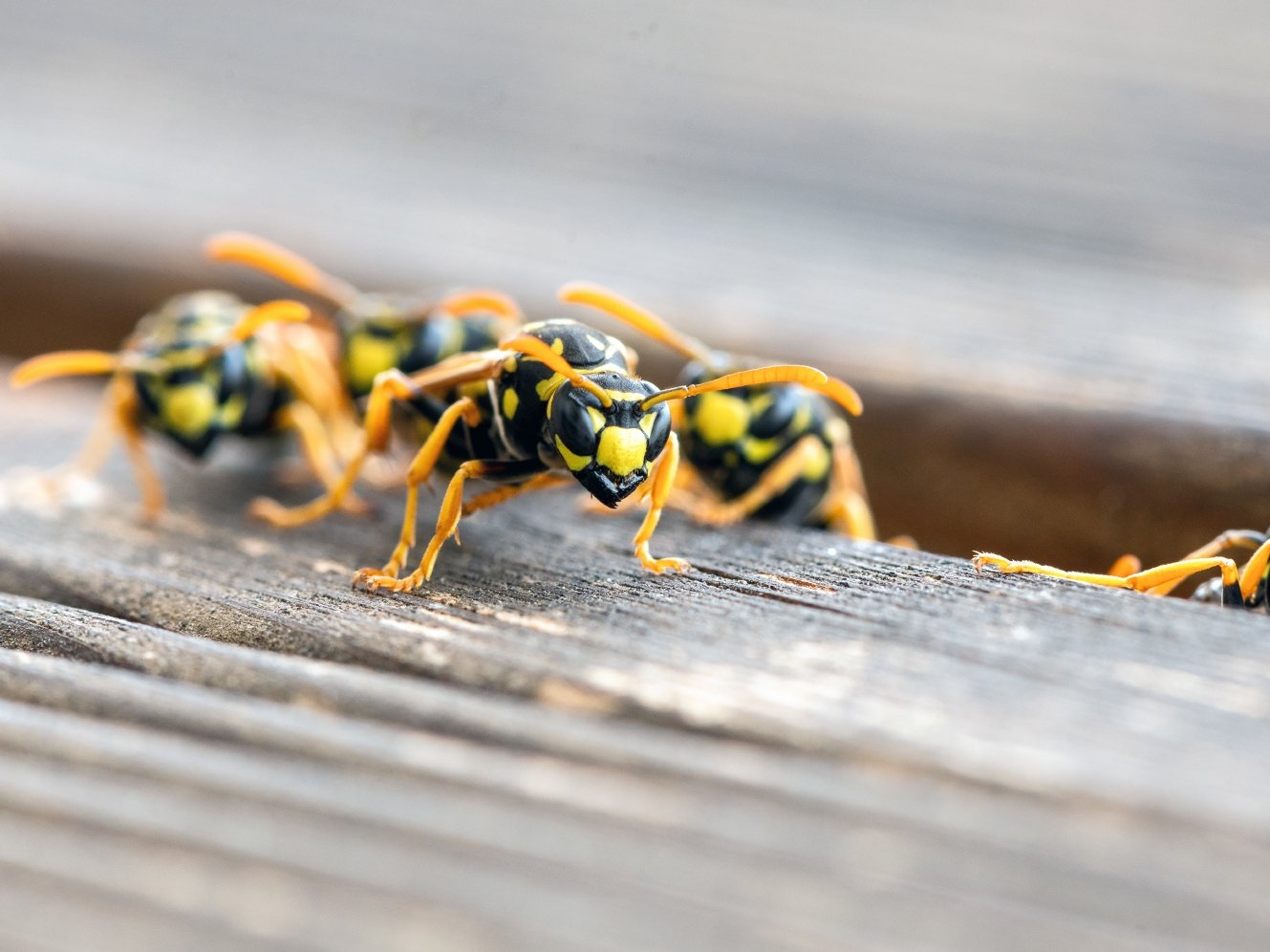 Wespen kriechen aus Holzritze