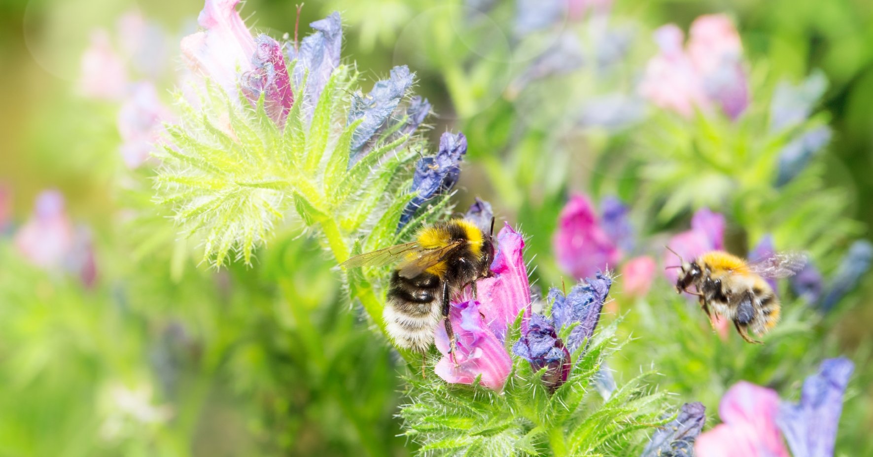 Gros plan sur une  abeille dans une prairie fleurie