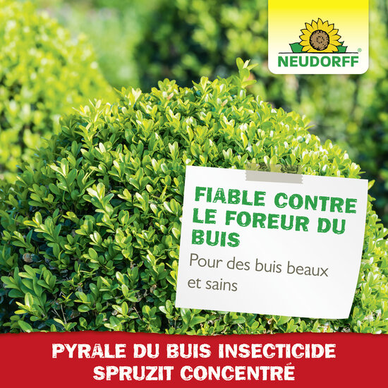 Insecticide Spruzit EC Pyrale du Buis Sprechende Bilder Bild 6 Insecticide Spruzit EC Pyrale du Buis Sprechende Bilder Bild 6