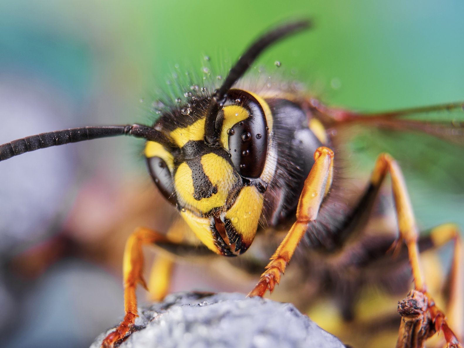 La guêpe commune (Vespula vulgaris)