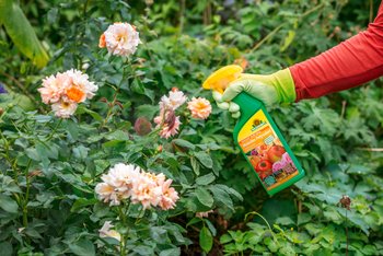 Des fruits, des légumes et des plantes d’ornement en pleine forme, avec un double effet