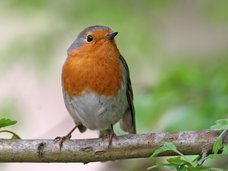 La biodiversité au jardin