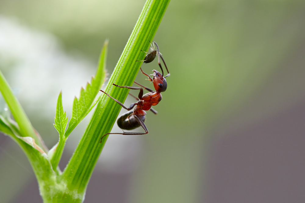 Ant avec les pucerons