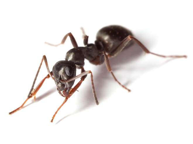 Ainsi vivent les fourmis