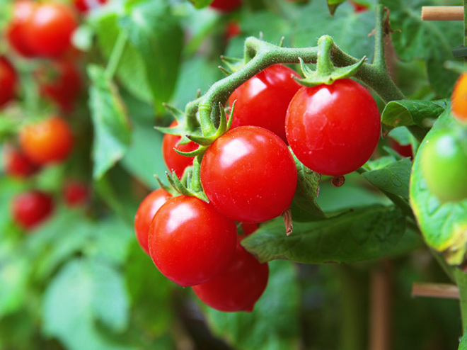 Portraits de légumes