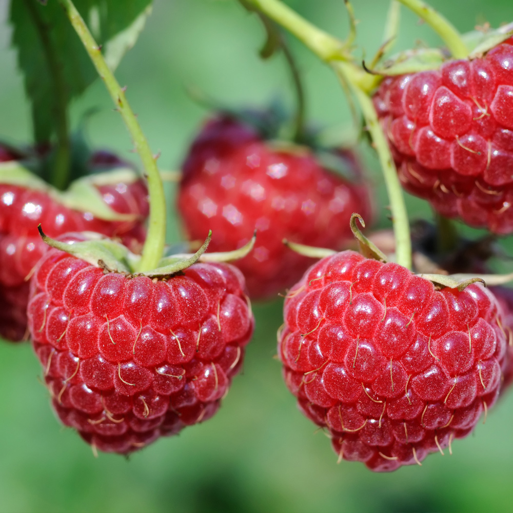 Framboises