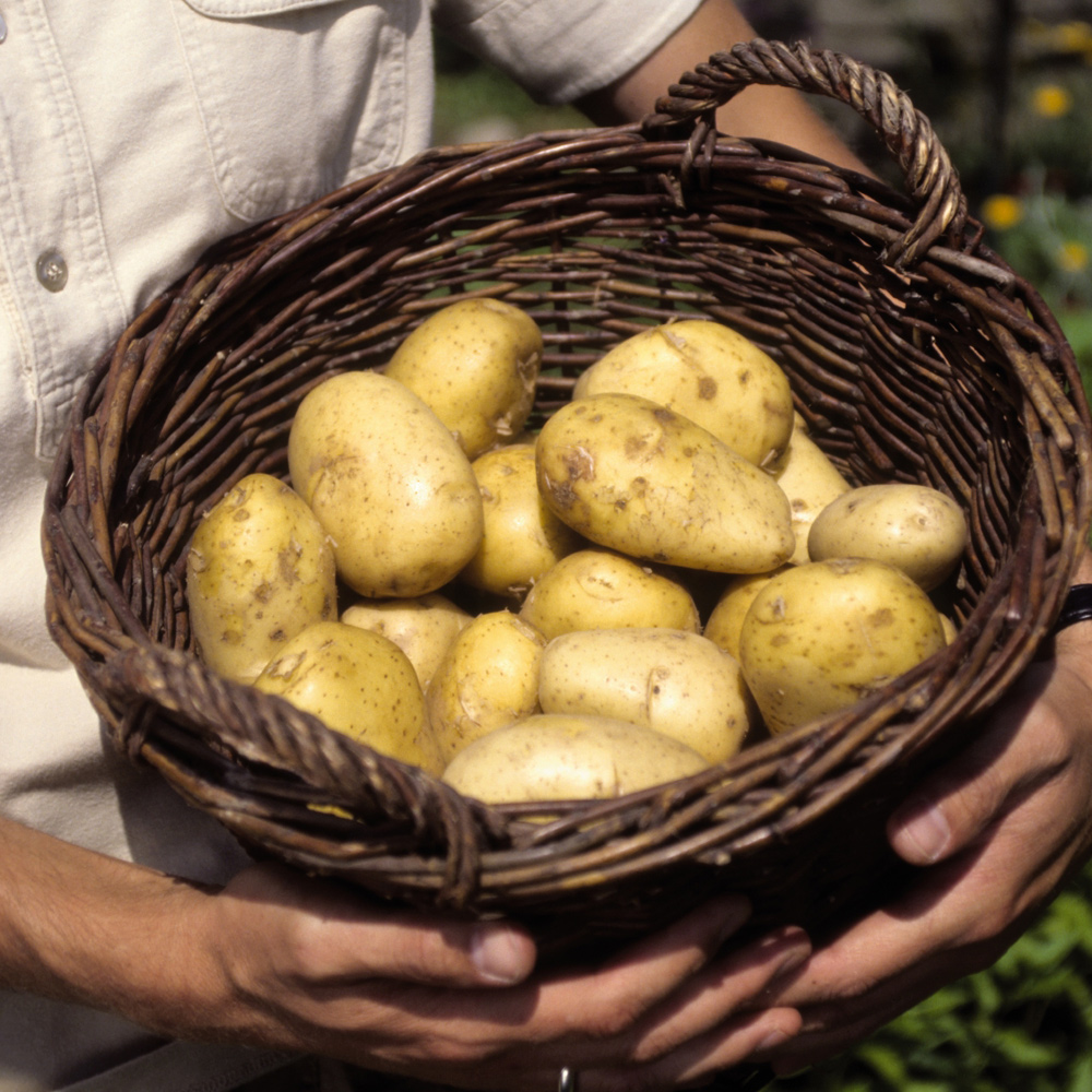 Pomme de terre