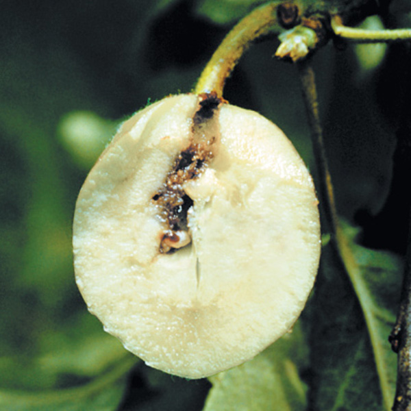 Carpocapses des pommes