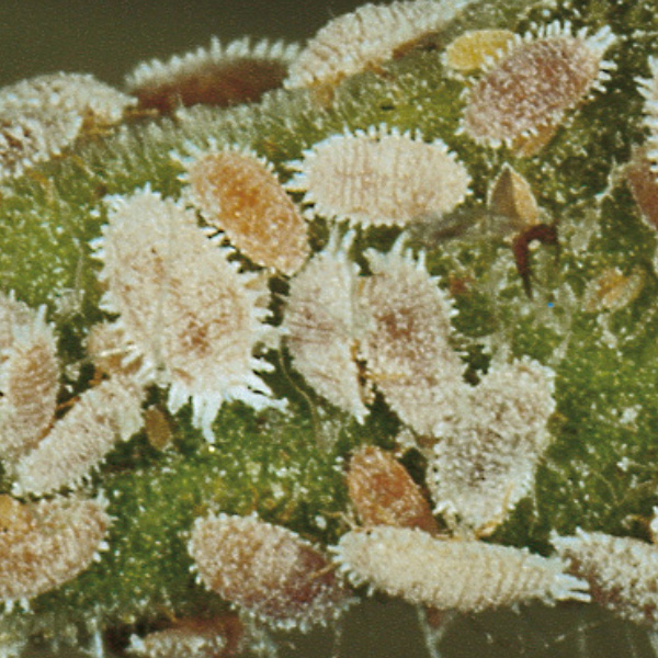 Cochenilles farineuses