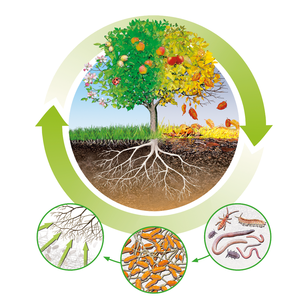 Le cycle biologique naturel