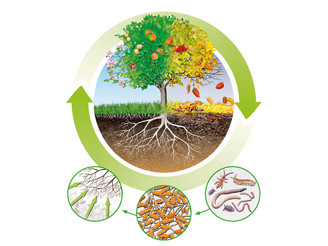 Pourquoi fertiliser les plantes