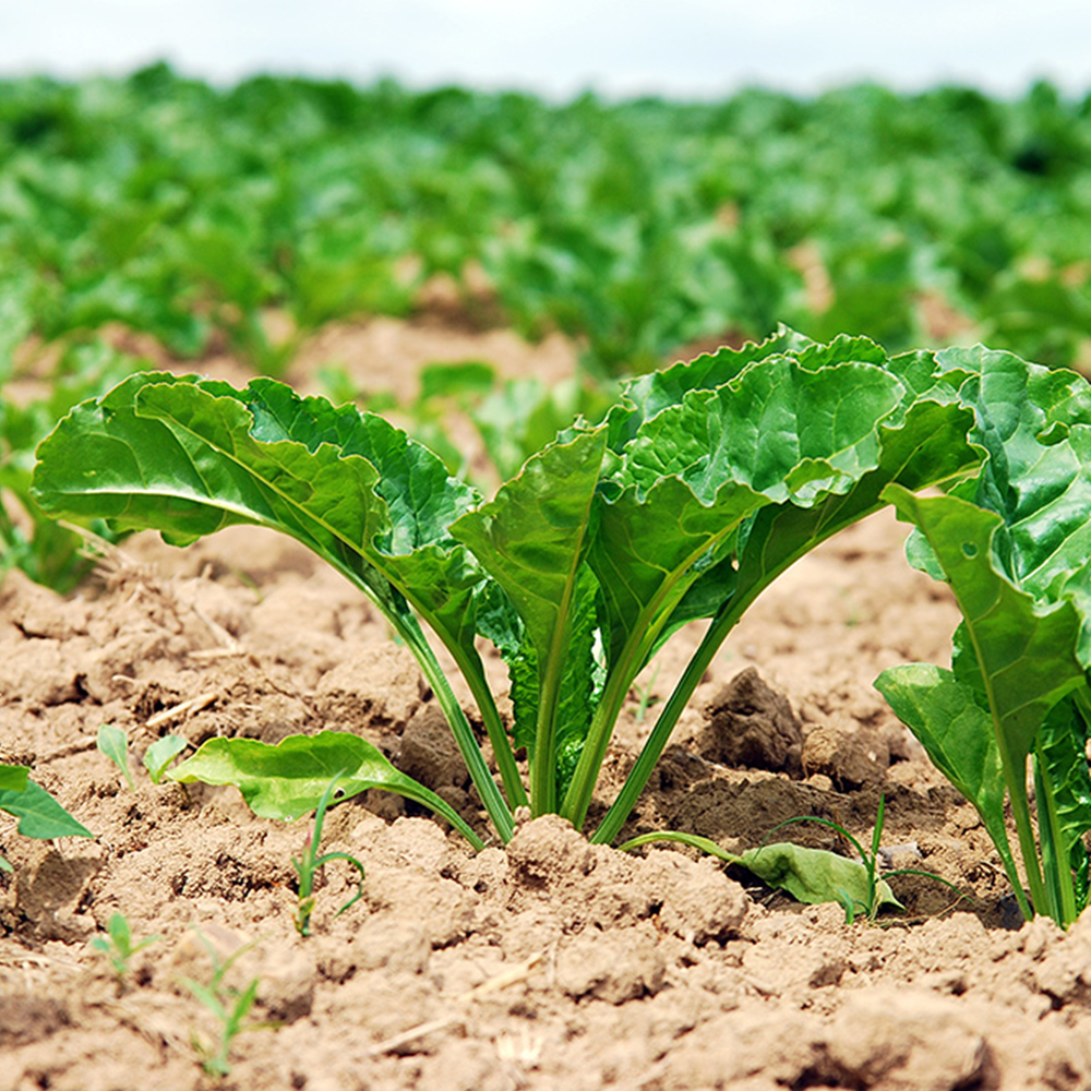 Plante utile dans un champ