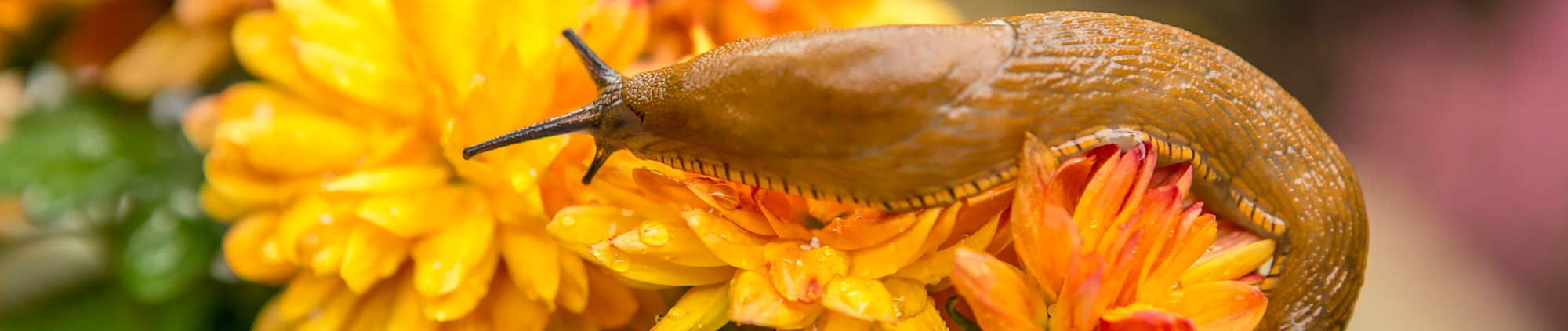 Limaces Limaces