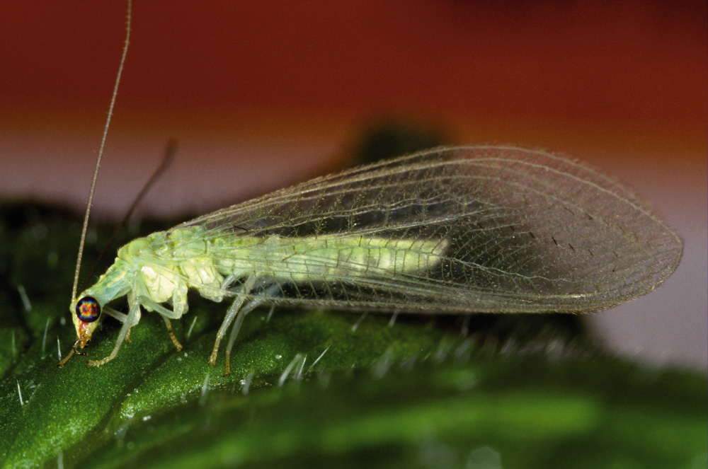 Gros plan sur une chrysope