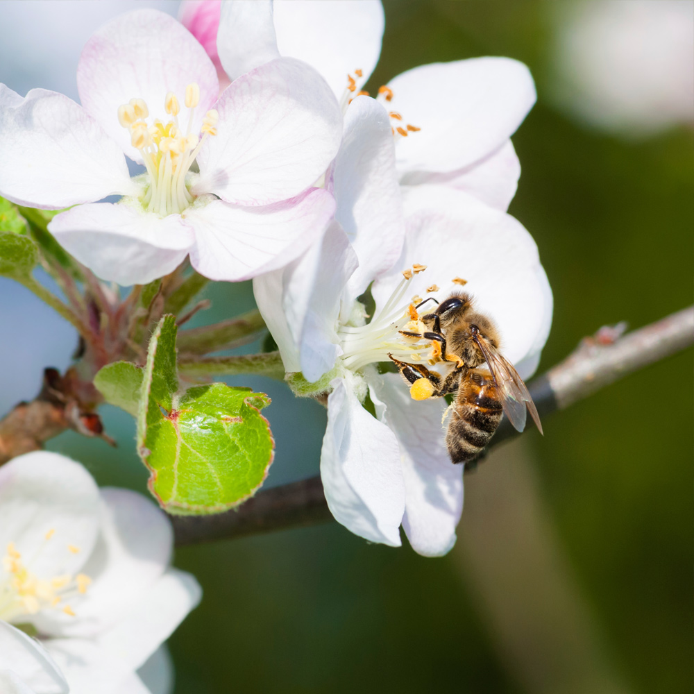 Abeille pollinisant une fleur de cerisier